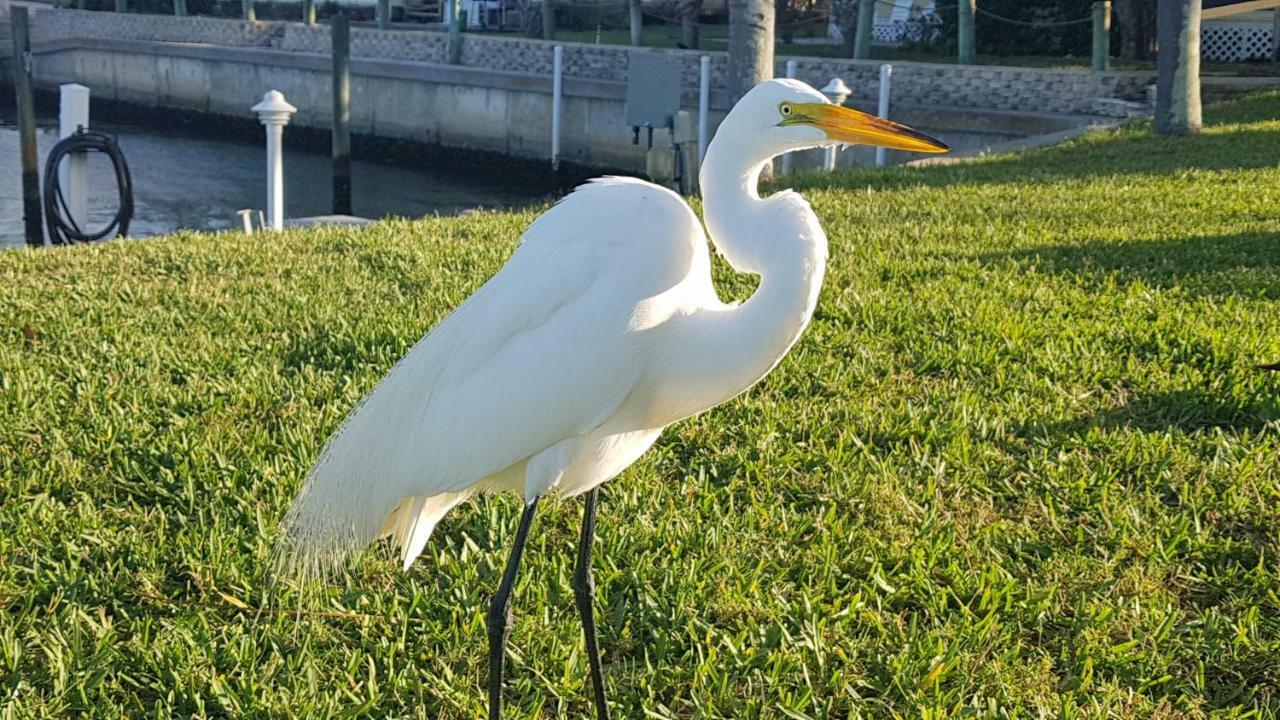 Siesta Key Condo - On The Water ! Exteriör bild